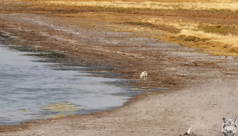 Wolf at Hayden Valley