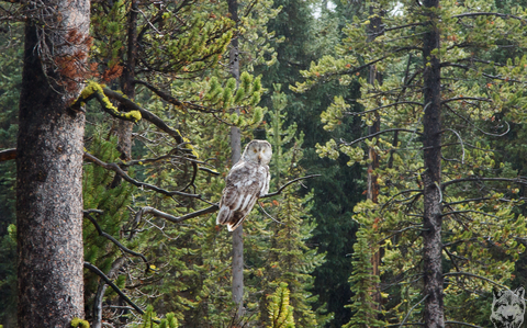 Great grey owl