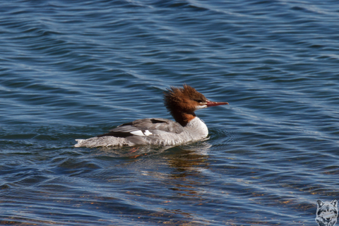 Common merganser