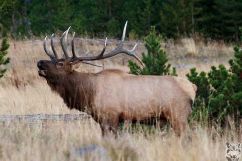 Elk