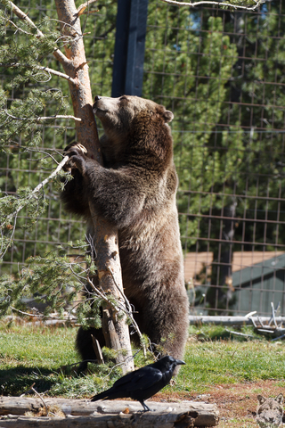 Grizzly and Crow