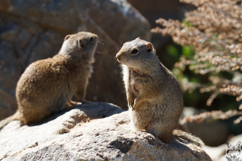 Uinta Ground Squirrel