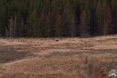 Grizzly at Hayden Valley