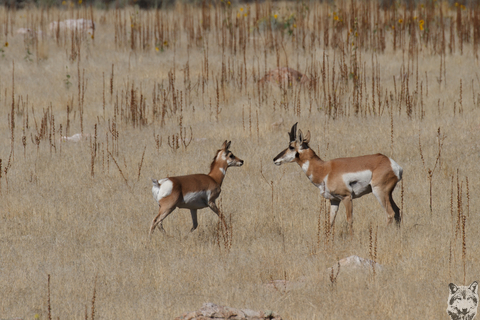 Pronghorns