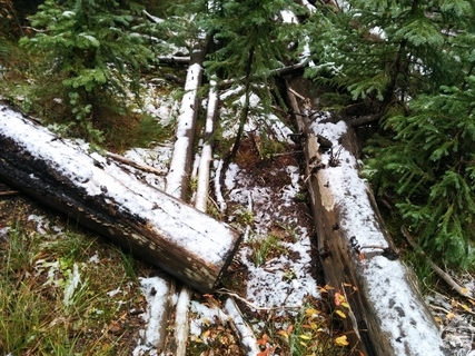 Snowy logs